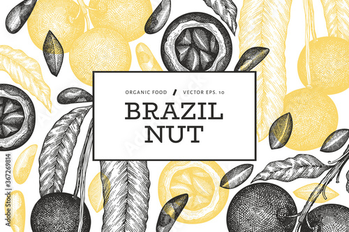 Hand drawn brazilian nut branch and kernels design template. Organic food vector illustration on white background. Vintage nut illustration. Engraved style botanical banner.