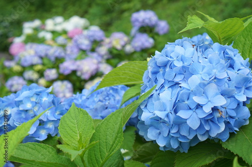 blue hydrangea flower