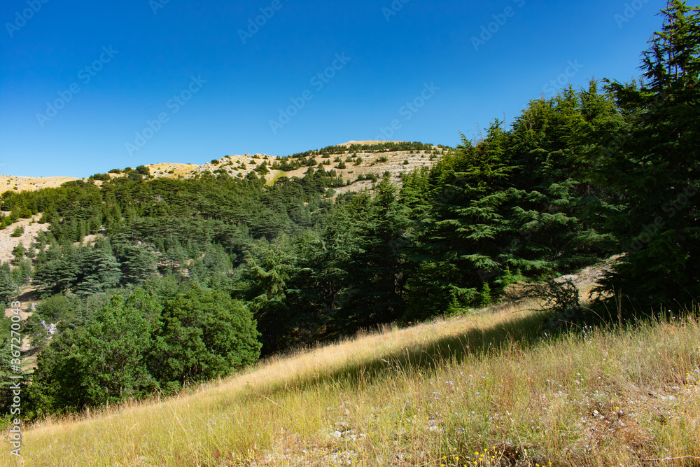 Obraz premium Cedar forest in the Lebanon mountains