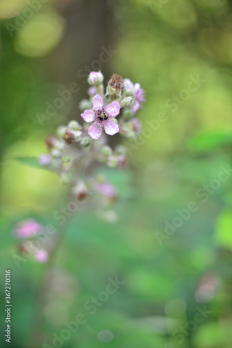 Fotografie Fleurs de muriers sauvages