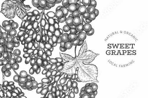Grape design template. Hand drawn vector grape berry illustration. Engraved style retro botanical banner.