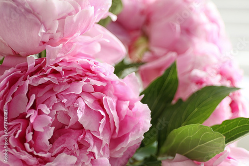 Closeup view of beautiful fresh pink peonies
