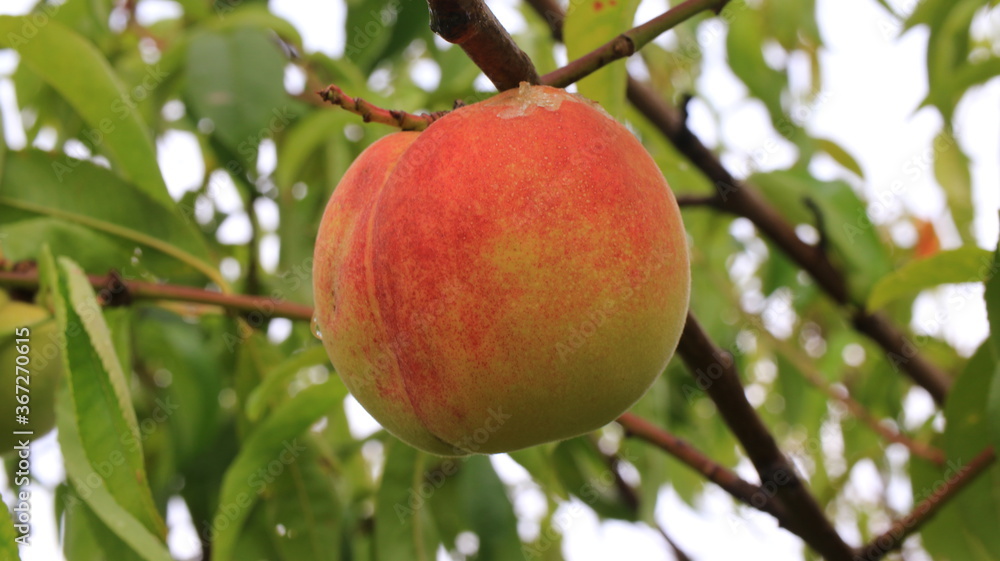 red peach on a tree red peach on a tree