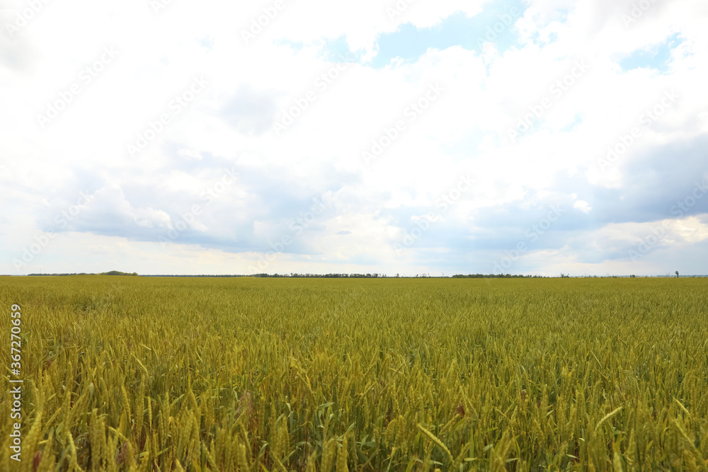 Agricultural field with ripening cereal crop on cloudy day