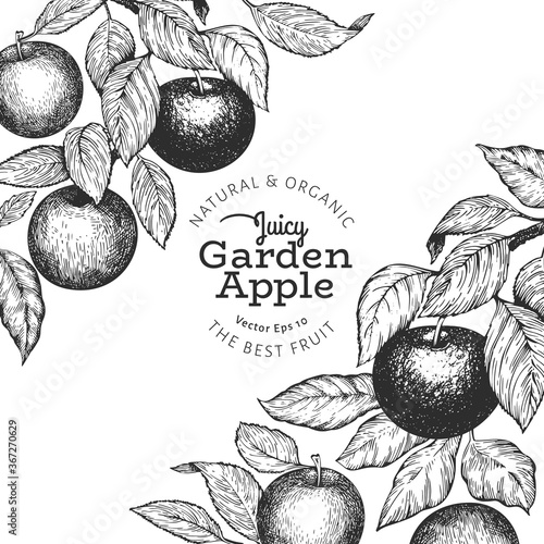 Apple branches design template. Hand drawn vector garden fruit illustration. Engraved style fruit frame. Vintage botanical banner.