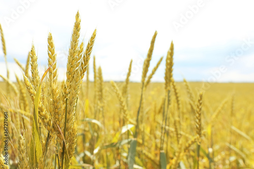Agricultural field with ripening cereal crop on cloudy day  closeup
