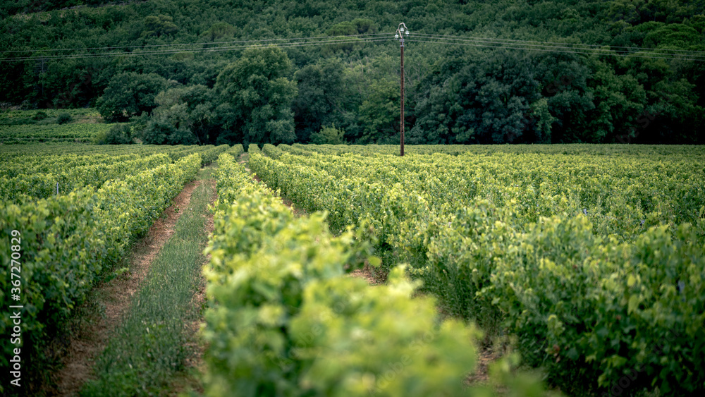 Naklejka premium Vignes de Provence