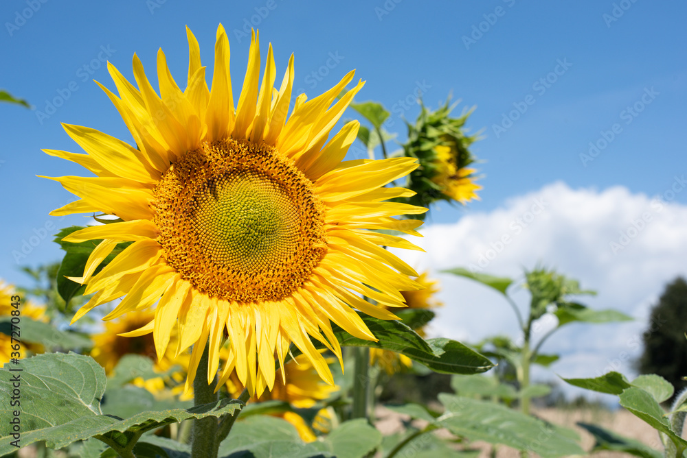 Close up of a sunflower blossom in front of the blue sky in a sunflowerfield Close up of a sunflower blossom in front of the blue sky in a sunflowerfield