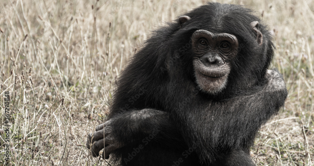 Fototapeta premium Chimpanzé