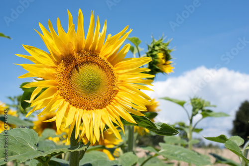 Close up of a sunflower blossom in front of the blue sky in a sunflowerfield