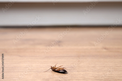 Dead cockroach on wooden floor indoors, space for text. Pest control © New Africa