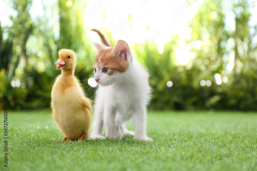 Fluffy baby duckling and cute kitten together on green grass outdoors