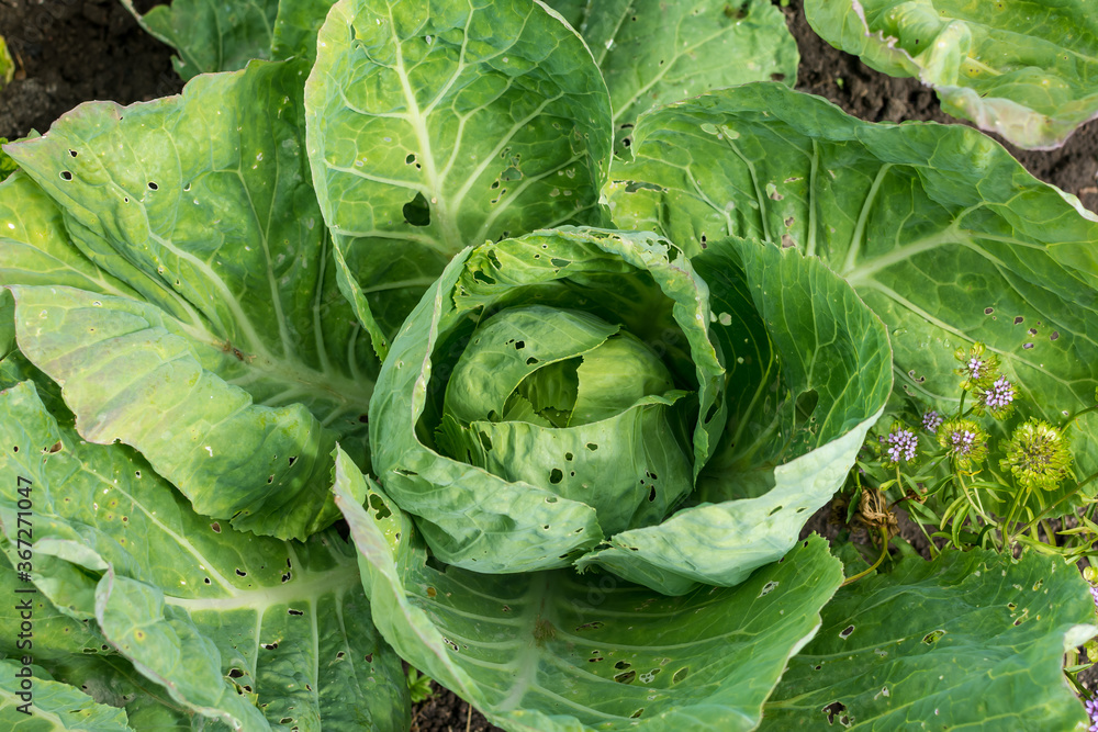 cabbage growing in the garden cabbage growing in the garden