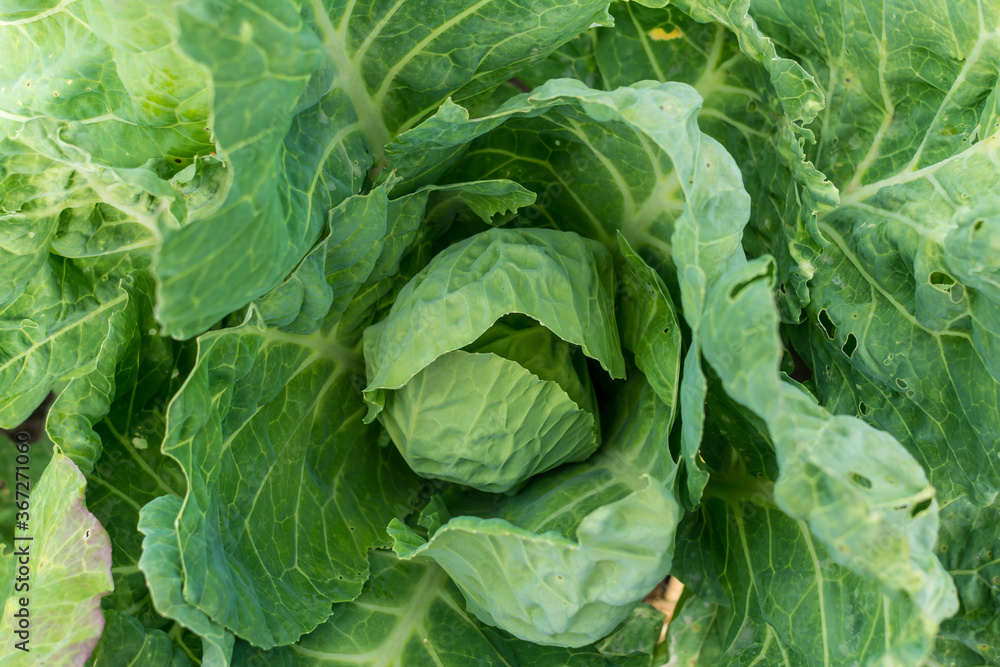 cabbage growing in the garden cabbage growing in the garden
