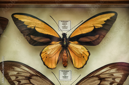 Beautiful Ornithoptera croesus lydius butterflies on white background