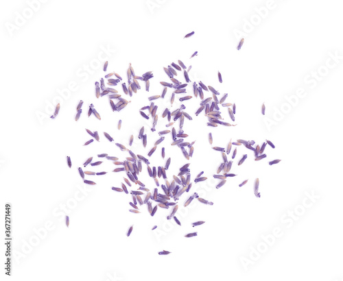 Beautiful purple lavender flowers on white background, top view