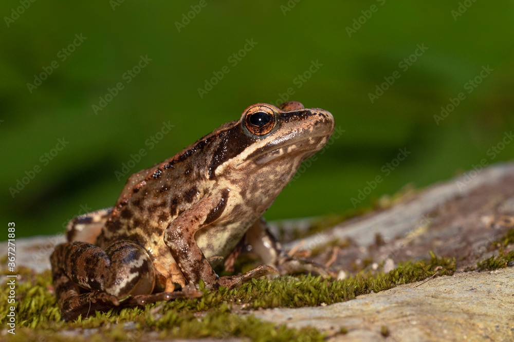 Ra-iberica, Iberian Frog (Rana iberica)
Viana do Castelo, Portugal - 2020.07.12 Ra-iberica, Iberian Frog (Rana iberica)
Viana do Castelo, Portugal - 2020.07.12