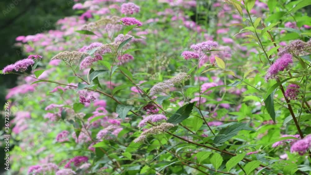 A quiet path in the park surrounded by spirea bushes with small pink flowers. A cozy path for relaxing walks in the summer in nature. A quiet path in the park surrounded by spirea bushes with small pink flowers. A cozy path for relaxing walks in the summer in nature.