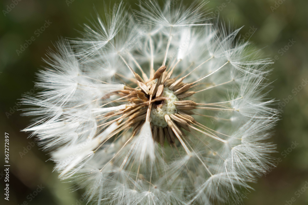 Fototapeta premium dandelion seed head