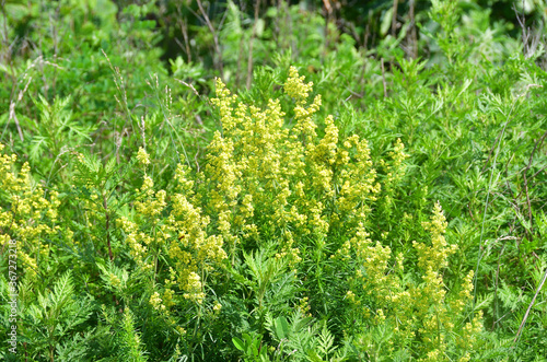 Yellow Bedstraw  Galium verum  in the bay of Akhlestyshev on Russian island in summer day. Russia  Vladivostok