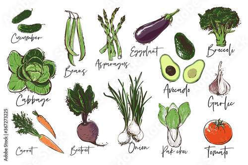 Vegetables set of avocado, cucumber, tomato, garlic, onion, bean string, broccoli, choi, cabbage, beetroot, asparagus, eggplant, carrot. Vegan food. Eco vegetarian meal design on white background