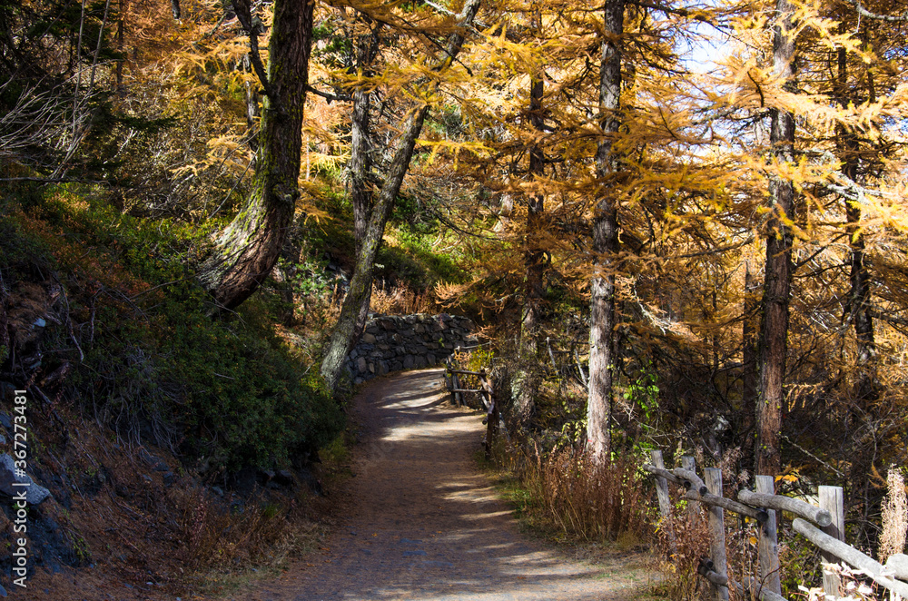 foresta - alberi - natura - sentiero - boschi