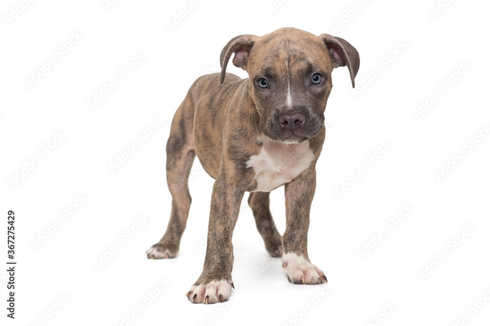 Obraz premium Small American bully puppy