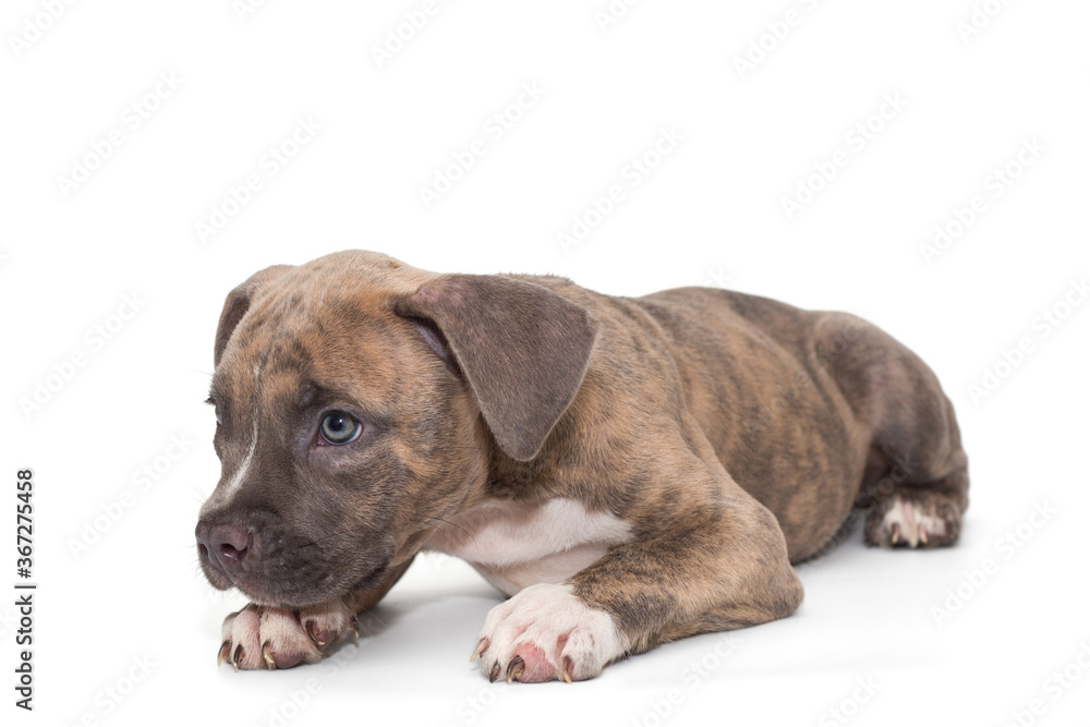 Obraz premium Small American bully puppy