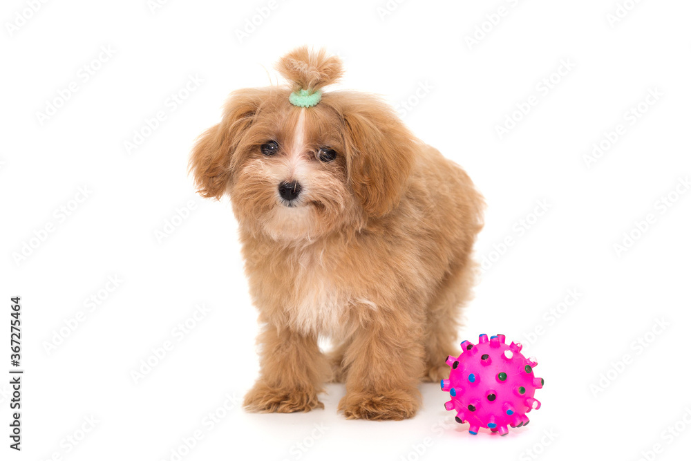 Little puppy maltipoo and ball
