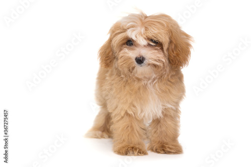 Fototapeta Naklejka Na Ścianę i Meble -  Little puppy maltipoo