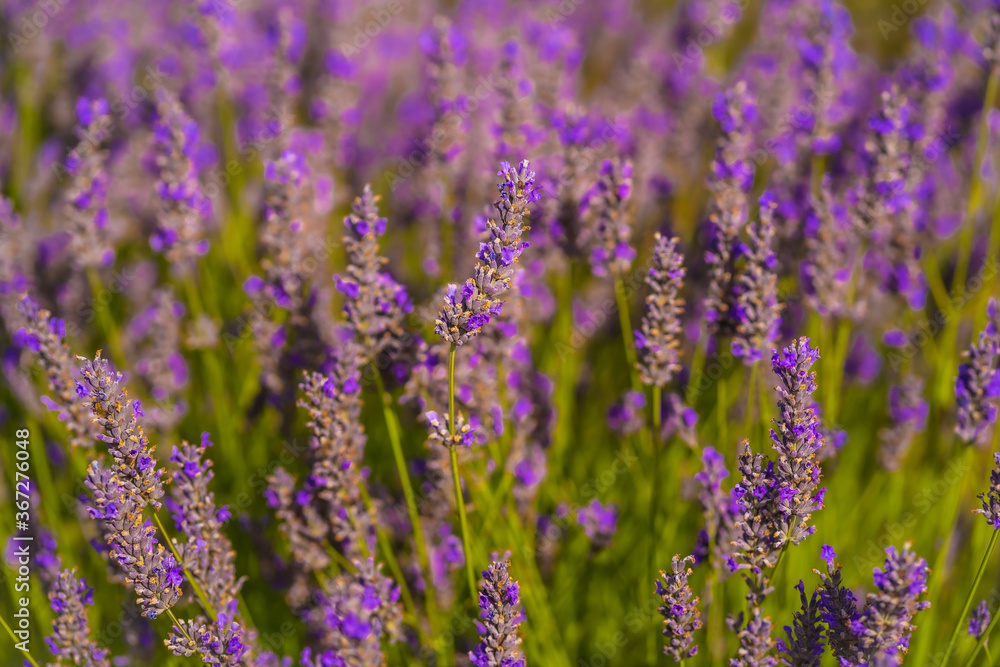 Macro photography of beautiful purple flowers in the lavender field with the purple flower in its best aroma moment, olite. Navarra, Spain