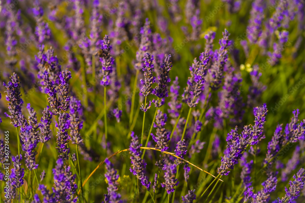 Beautiful flowers in the lavender field with the purple flower at its best aroma, olite. Navarra, Spain