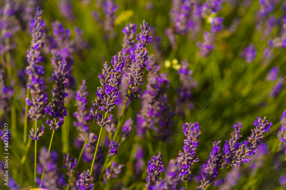 Obraz premium Detail of the flower in the lavender field with the purple flower at its best aroma, olite. Navarra, Spain