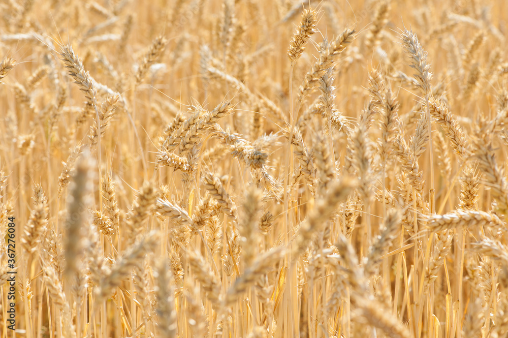 spikelets of ripe wheat golden background harvest in the field
spikelets of ripe wheat golden background harvest in the field