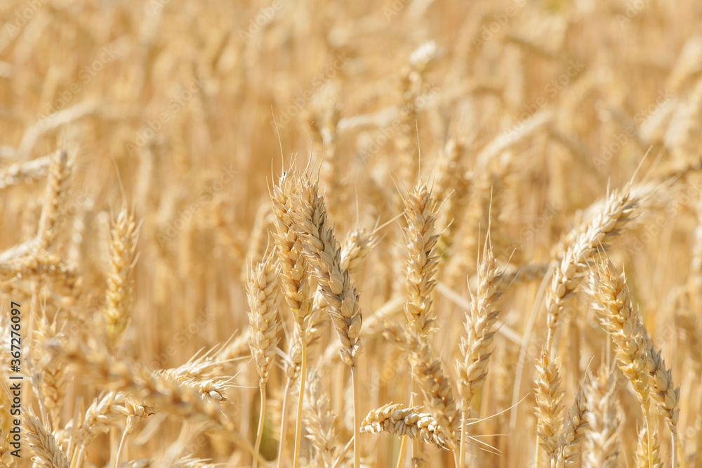 golden spikelets of ripe wheat in the field close-up golden spikelets of ripe wheat in the field close-up