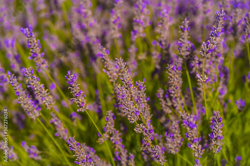 Macro photography of beautiful purple flowers in the lavender field with the purple flower at its best, olite. Navarra, Spain