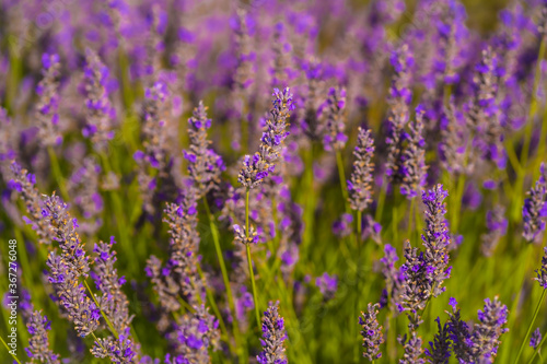 Macro photography of beautiful purple flowers in the lavender field with the purple flower in its best aroma moment, olite. Navarra, Spain © unai
