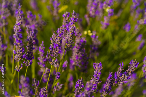Detail of the flower in the lavender field with the purple flower at its best aroma, olite. Navarra, Spain