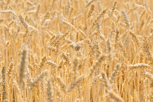 spikelets of ripe wheat golden background harvest in the field