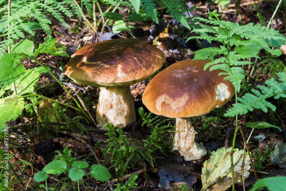 Mushrooms in the forest early in the morning
Mushrooms in the forest early in the morning