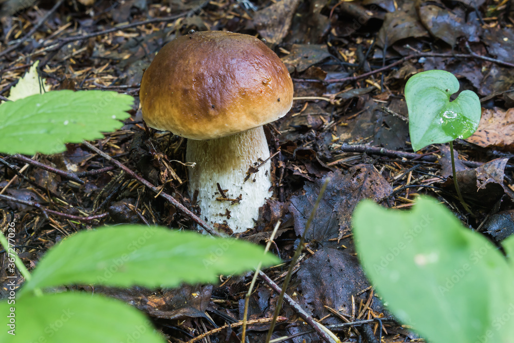 Mushrooms in the forest early in the morning
Mushrooms in the forest early in the morning