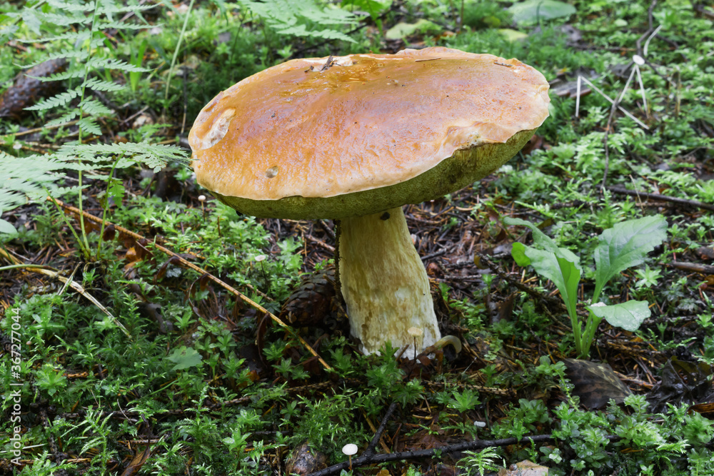 Mushrooms in the forest early in the morning
Mushrooms in the forest early in the morning