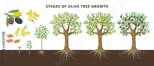 Olive tree growing stages froom seed, seedling, sprout, flowering, ripe olive fruits, green, yellow olives and black. Set of vector botanical illustrations, infographics isolated on white background.