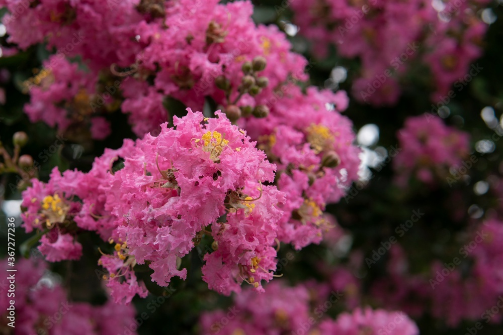 雨粒が付いたピンクのサルスベリ/Lagerstroemia indica 雨粒が付いたピンクのサルスベリ/Lagerstroemia indica