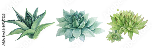Set watercolor hand-drawn green leaves succulent echeveria home plant isolated on white background. Art creative nature object for card, sticker, wallpaper, textile or wrapping