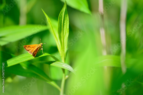 Papillon sur une feuille