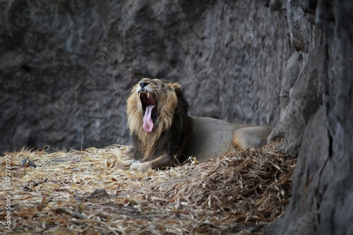 Fototapeta Naklejka Na Ścianę i Meble -  Into the wild with lion