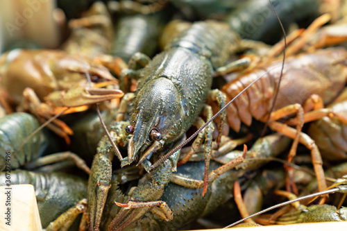 close up. freshwater lobsters or crayfish.