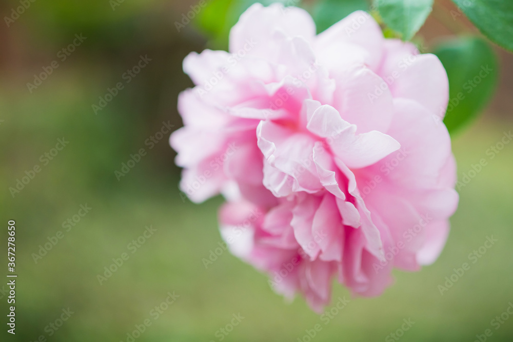 Beautiful colorful pink roses flower in the garden Beautiful colorful pink roses flower in the garden