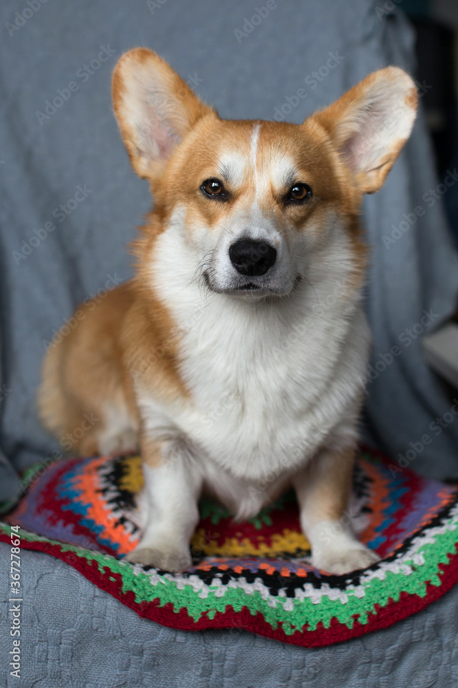 portrait of a dog